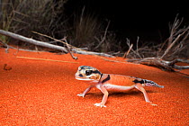Pale knob-tailed gecko (Nephrurus laevissimus), Mt. Connor area, Northern Territory, Australia, May.