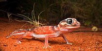 Smooth knob-tailed gecko (Nephrurus levis) in dune swale, south of Alice Springs, Northern Territroy, November.