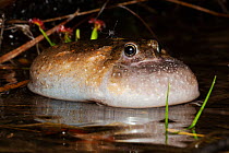 Northern spadefoot (Notaden melanoscaphus) adult male with vocal sac inflated, calling, Howard River sand flats, Northern Territory, Australia, January.