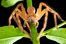 Badge spider (Neosparassus sp.) adult hunting, Darwin, Northern Territory, Australia, March.