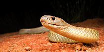 Mulga or king brown snake (Pseudechis australis), near Almaden, north Queensland, Australia, March.