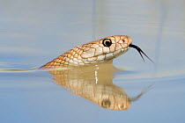 Speckled brown snake (Pseudechis guttata) swimming through temporary pool in the Barkly Tablelands, Northern Territory, Australia, March.