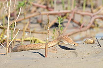 Speckled brown snake (Pseudechis guttata) inflating throat defensively, Barkly Tablelands, Northern Territory, Australia, April.