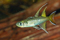 Pacific blue-eye (Pseudomugil signifer) male fish territorial display, Daintree region, north Queensland, Australia, September.