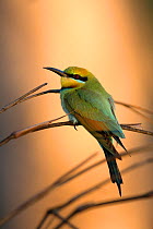 Rainbow bee-eater (Merops ornatus), sat in front of a paperbark tree at sunset, Darwin, Northern Territory, Australia, August.