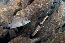Butler&#39;s grunter fish (Syncomistes butleri) and Arafura file snake (Acrochordus arafurae), fish exhibiting mobbing behaviour, Arnhem escarpment creek, Northern Territory, Australia, July.