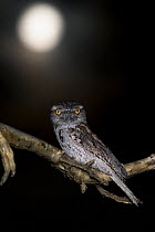 Tawny frogmouth (Podargus strigoides) and full moon, Darwin, March.