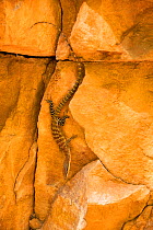 Kimberley rock monitor (Varanus glauerti), East Kimberley, Western Australia. April.