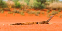 Sand monitor (Varanus gouldii), Mt. Connor area, Northern Territory, Australia, November.