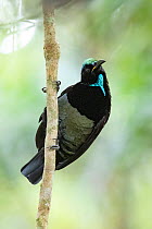 Victoria&#39;s riflebird (Ptiloris victoriae), Malanda area, North Queensland, Australia, August.