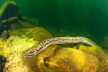 Arafura file snake (Acrochordus arafurae), Arnhem escapment creek, Northern Territory, Australia, June.