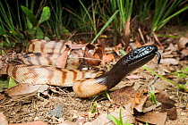 Black-headed python (Aspidites melanocephalus), Batchelor, Northern Territory, Australia, October.