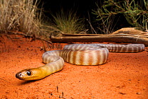 Woma (Aspidites ramsayi), Tanami Desert, Northern Territory, Australia, November.