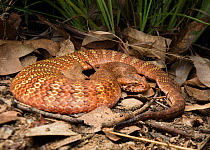 Rough-scaled death adder (Acanthophis rugosus), slightly inflated to show bright defensive colours hidden between scales, Batchleor, Northern Territory, Australia, November.