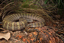 Rough-scaled death adder (Acanthophis rugosus), slightly inflated to show bright defensive colours hidden between scales, Cox Peninsula, Northern Territory, Australia, November.