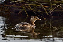 Little grebe (Tachybaptus ruficollis) foraging in water Le Teich, Gironde, France, February