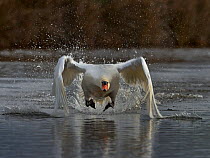 Mute Swan (Cygnus olor) taking off from water Le Teich, Gironde, February