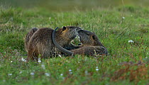 Coypu (Myocastor coypus) fighting in grass Le Teich, Gironde, France, October. Introduced species.