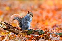 Eastern grey squirrel (Sciurus carolinensis) perched on dead branch in leaf litter in autumn. London, UK. November.