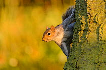 Grey squirrel (Sciurus carolinensis) on tree trunk. London, UK. March