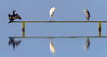 Great white egret (Ardea alba), cormorant (Phalacrocorax carbo) and grey heron (Ardea cinerea) perched on wooden bar over lake. Suffolk, UK. May