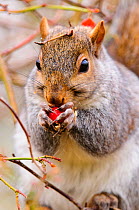 Grey squirrel (Sciurus carolinensis) eating rosehips. London, UK. November
