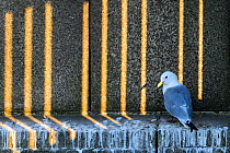 Black-legged kittiwake (Rissa tridactyla) adult perched on a ledge of the Tyne Bridge, with light filtering through gaps in the bridge. Newcastle, UK. June. Highly Commended in Bird Photographer of th...