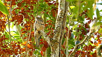 Common potoo (Nyctibius griseus) sleeping, perched on branch, Ecauador.