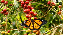 Monarch butterfly (Danaus plexippus) resting on coffee (Coffea arabica) berries, Ecuador.