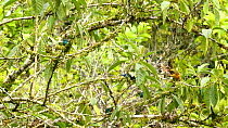 Mixed flock of Tanagers feeding on Hollowheart (Acnistus arborescens) berries, Ecuador, February.