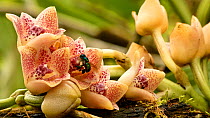 Euglossine bees (Euglossa sp.) pollinating Lycomormium ecuadorense orchid one with pollinia on back, Ecuador, April.