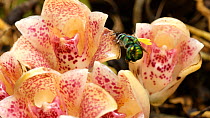 Male Orchid bee (Euglossini sp.) on an orchid (Lycomormium ecuadorense) flower trying to remove pollinia attached to its back, Ecuador, April.