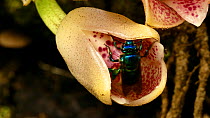 Close up of male Orchid bee (Euglossini sp.) gathering nectar from an orchid (Lycomormium ecuadorense) flower, Ecuador, April.