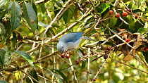 Blue-gray Tanager (Thraupis episcopus) eating Coffee (Coffea arabica) cherries, Ecuador, September.
