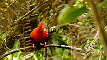 Male Andean cock-of-the-rock (Rupicola peruvianus) displaying at lek in tree, Ecuador
