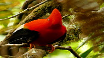 Male Andean cock-of-the-rock (Rupicola peruvianus) perched in tree, Ecuador.