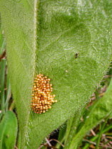 Marsh fritillary butterfly (Euphydryas aurinia) egg cluster laid on the underside of a Devil&#39;s bit scabious (Succisa pratensis) leaf, the larval food plant, in a chalk grassland meadow, Wiltshire,...