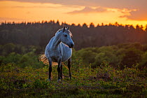 New Forest Pony (Equus caballus) New Forest National Park, Hampshire, England, UK. May.