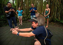 Tourists taking selfies with Long-tailed macaque (Macaca fascicularis) Ubud, Bali Indonesia. February 2019.