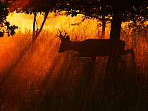 Roe Deer (Capreolus capreolus) buck in morning light, UK. May.