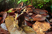 Bornean horned frog (Megophrys nasuta), camouflaged amongst dead leaves on forest floor. Danum Valley, Sabah, Borneo.