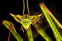 Dragon mantis (Toxodera beieri), detail of head showing large compound eyes giving it the visual acuity to hunt fast-moving prey. Danum Valley, Sabah, Borneo.