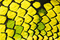 Sumatran pitviper (Trimeresurus sumatranus), detail of scales. Danum Valley, Sabah, Borneo.