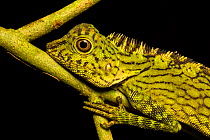 Bornean Angle-headed Lizard (Gonocephalus bornensis) resting on branch in rainforest understory vegetation at night. Danum Valley, Sabah, Borneo.