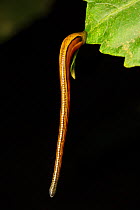 Tiger Leech (Haemadipsa picta) dangling from leaf tip awaiting a host to suck blood from. Danum Valley, Sabah, Borneo.