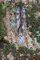 Bark mantis (Theopompa tosta), Danum Valley, Sabah, Borneo.