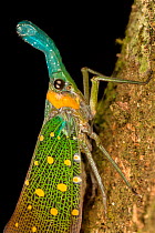 Lantern bug (Pyrops whiteheadi), Danum Valley, Sabah, Borneo.