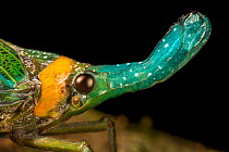 Lantern bug (Pyrops whiteheadi), detail of head. Danum Valley, Sabah, Borneo.