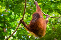 Bornean Orang-utan juvenile (Pongo pygmaeus wurmbii), Danum Valley, Sabah, Borneo.