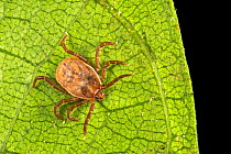 Tick (Ixodidae) waing for passing host on leaf in rainforest understory vegetation. Danum Valley, Sabah, Borneo.